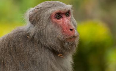 Macaca cyclopis Swinhoe, 1863 臺灣獼猴