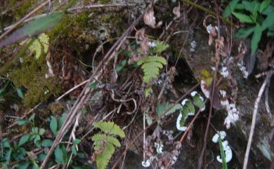 Cheilanthes 碎米蕨屬