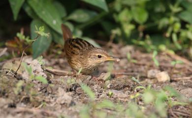 Locustella lanceolata (Temminck, 1840) 矛斑蝗鶯