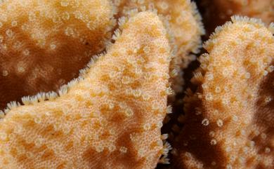 Lobophytum mirabile Tixier-Durivault, 1956 奇異葉形軟珊瑚