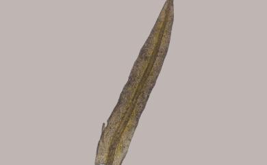 Gymnostomum aurantiacum (Mitt.) Jaeg. 橙色淨口苔
