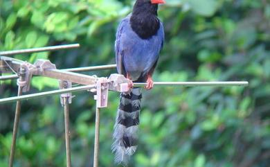 Urocissa caerulea Gould, 1863 臺灣藍鵲