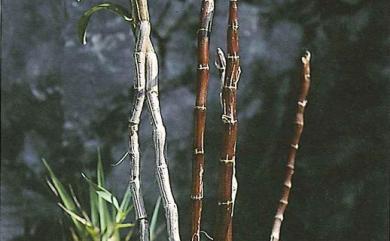 Dendrobium catenatum Lindl. 黃花石斛
