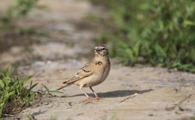 Calandrella dukhunensis (Sykes, 1832) 賽氏短趾百靈