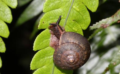 Satsuma pekanensis (Rolle, 1911) 左旋栗蝸牛