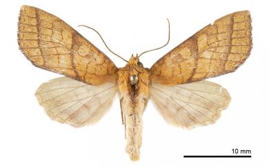 Tiliacea opipara (Chang, 1991) 優美秋冬夜蛾
