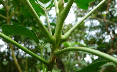 Melicope semecarpifolia (Merr.) T.G. Hartley 山刈葉