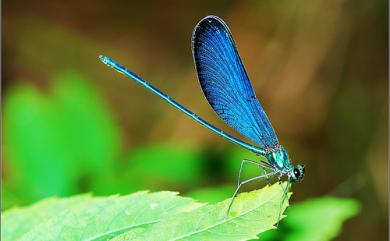 Matrona cyanoptera Hämäläinen & Yeh, 2000 白痣珈蟌