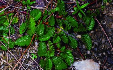 Waltheria americana 草梧桐