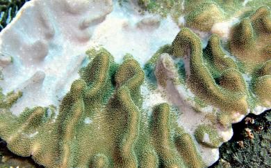 Lobophytum hsiehi Benayahu & Ofwegen, 2011 謝氏葉形軟珊瑚