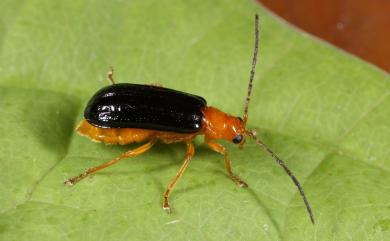 Haplosomoides chengi Lee, Bezdek & Staines, 2011 黑脈翅螢金花蟲
