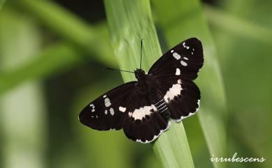 Tagiades tethys moori (Mabille, 1876) 玉帶弄蝶