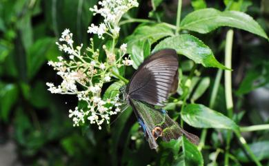 Papilio bianor thrasymedes Fruhstorfer, 1909 翠鳳蝶