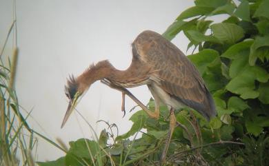 Ardea purpurea manilensis Meyen, 1834 紫鷺