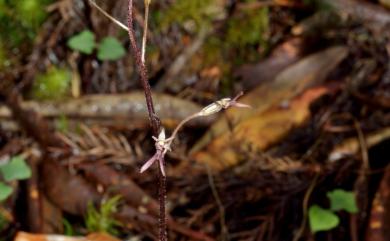 Neottia japonica (Blume) Szlach. 小雙葉蘭