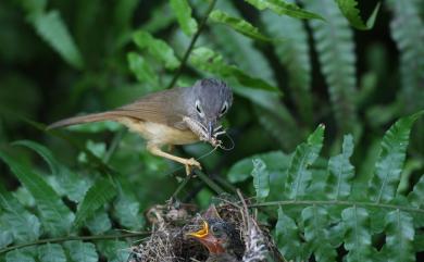 Ianthocincla ruficeps (Gould, 1863) 臺灣白喉噪眉