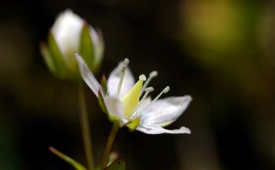 Swertia macrosperma (C.B. Clarke) C.B. Clarke 巒大當藥