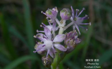 Scilla sinensis (Lour.) Merr., 1919 綿棗兒