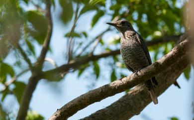 Monticola solitarius philippensis (Muller, 1776) 藍磯鶇(棕腹亞種)