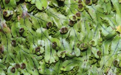 Marchantia pinnata Steph. 羽裂地錢