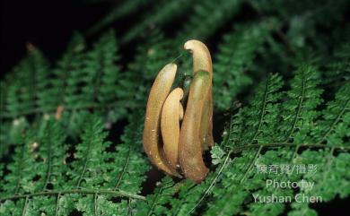 Monachosorum henryi 稀子蕨