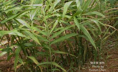 Zingiber officinale Roscoe 薑