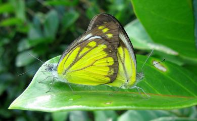 Cepora iudith olga (Eschscholtz, 1821) 黃裙脈粉蝶