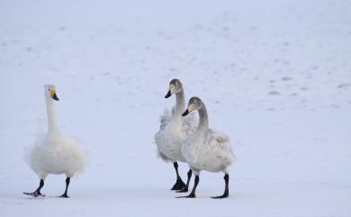 Cygnus cygnus (Linnaeus, 1758) 大天鵝