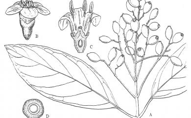 Viburnum arboricolum 著生珊瑚樹