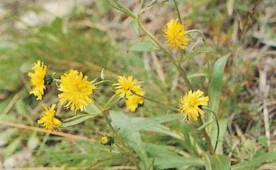 Hieracium morii 森氏山柳菊