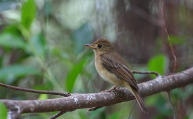 Cyornis brunneatus (Slater, 1897) 白喉林鶲