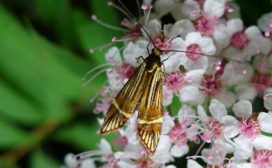 Nemophora aurora Kozlov, 1997 直帶長角蛾