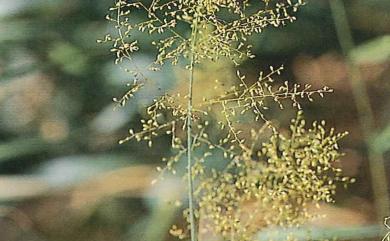 Panicum sarmentosum Roxb. 藤竹草