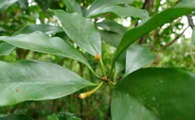 Illicium arborescens 臺灣八角