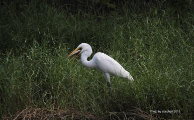 Ardea alba modesta J. E. Gray, 1831 大白鷺