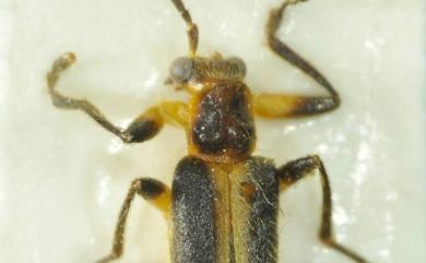 Lycocerus chujoi (Wittmer, 1972) 中條異菊虎