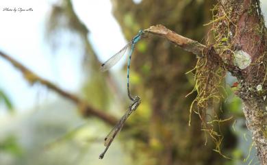 Indolestes cyaneus (Selys, 1862) 青紋絲蟌