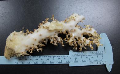 Madrepora minutiseptum Cairns & Zibrowius, 1997 小葉多目珊瑚