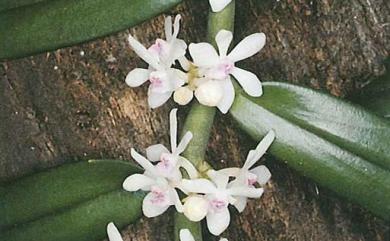 Trichoglottis rosea (Lindl.) Ames 短穗毛舌蘭