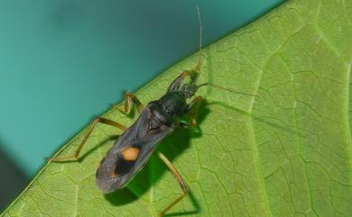 Ectomocoris atrox (Stål, 1855)