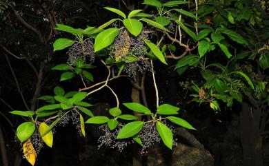 Dendrocnide meyeniana (Walp.) Chew 咬人狗