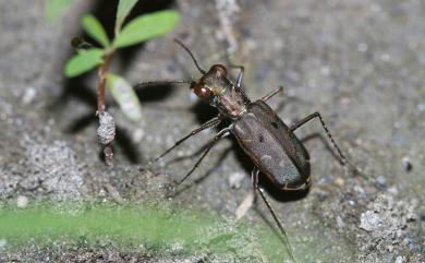 Myriochila speculifera (Chevrolat, 1845) 小鏡斑虎甲蟲