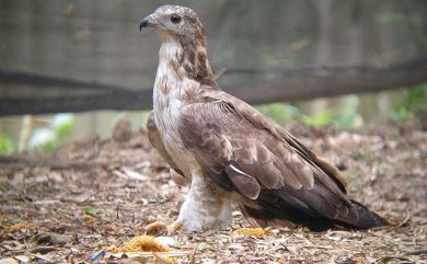 Pernis ptilorhynchus orientalis (Temminck, 1821) 東方蜂鷹