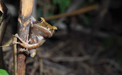 Polypedates megacephalus Hallowell, 1861 斑腿樹蛙