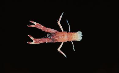Munida leptitis Macpherson, 1994 小刺鎧蝦