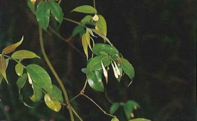 Coptosapelta diffusa (Champ. ex Benth.) Steenis 瓢簞藤