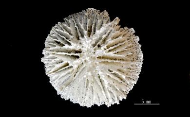 Rhombopsammia niphada Owens, 1986 尼發達網沙珊瑚