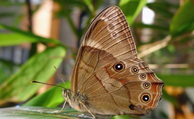 Lethe insana formosana Fruhstorfer, 1908 深山黛眼蝶