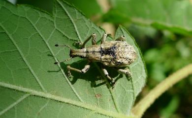 Dermatoxenus caesicollis (Gyllenhal, 1833)