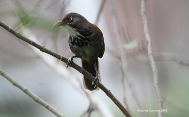 Megapomatorhinus erythrocnemis Gould, 1863 大彎嘴